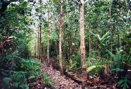 Rubber-based agroforest in Western Kalimantan (Indonesia) at 3 years after plantation @ E. PENOT