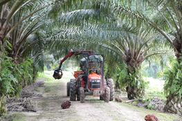Mechanical bunches recollection in agro industrial oil palm plantation in Riau, Indonesia.© A. RIVAL