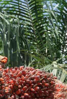 Mature oil palm fruits in Malaysia @ A. RIVAL
