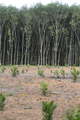 Shifting from natural rubber to palm oil production in Southern Thailand. © Alain Rival