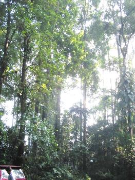 Jungle rubber in West Kalimantan, Kapupaten Sanggau 1997 @ E. PENOT