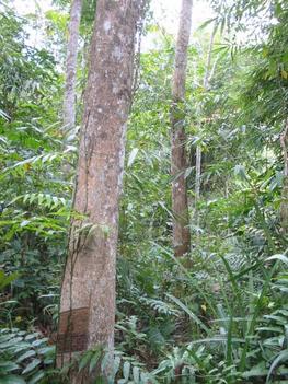 Jungle rubber in West Kalimantan, Kapupaten Sanggau 1997 @ E. PENOT